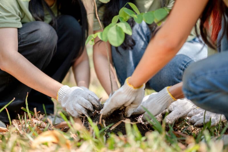 Diverse hands planting a sapling, symbolizing community involvement.